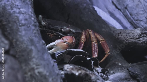 The Dungeness crab, (Metacarcinus magister), emerges from the rocks