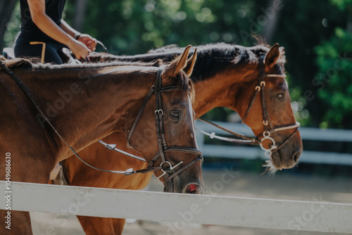 Two brown horses are being ridden in an outdoor arena, showcasing equestrian skills. The image captures the peaceful interaction between riders and animals in a natural setting. photo