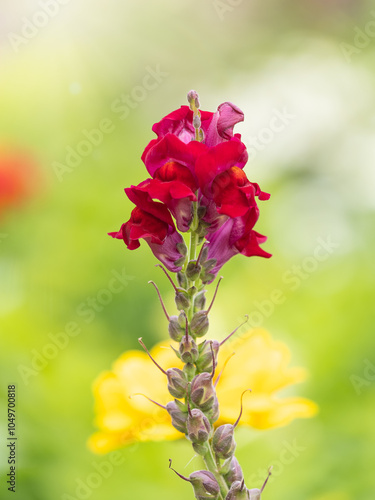 Pink flowers in the garden called Snapdragon or Antirrhinum majus or Bunny rabbits. photo