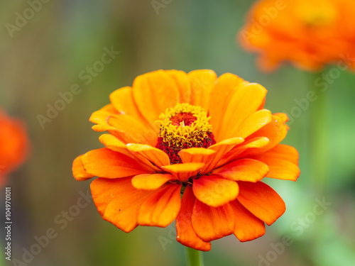 Red Zinnia flowers. Flowers zinnia elegans. Color nature background.