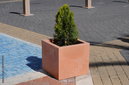 Golden Leylandii Potted Plant Tree  photo