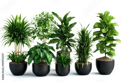 Assorted Indoor Plants in Stylish Black Pots