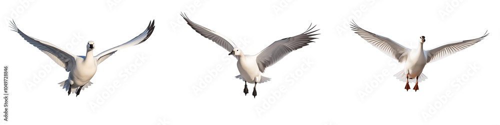 Obraz premium Flying Snow Goose PNG Collection Set Isolated on Transparent and White Background 
