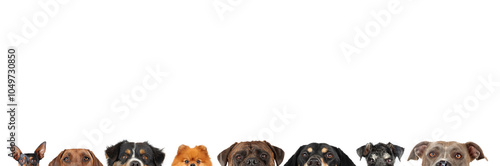 Photography Heads of several curious dogs peeking over the edge of a panoramic image on a wh
