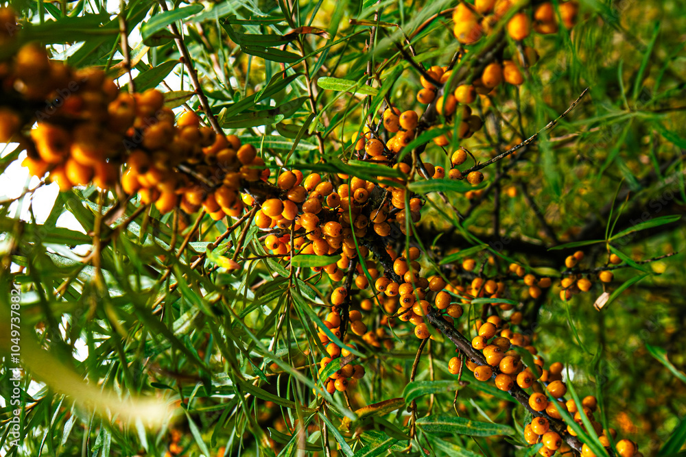 Obraz premium leaves on a tree