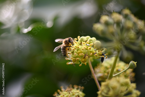 bee on a flower