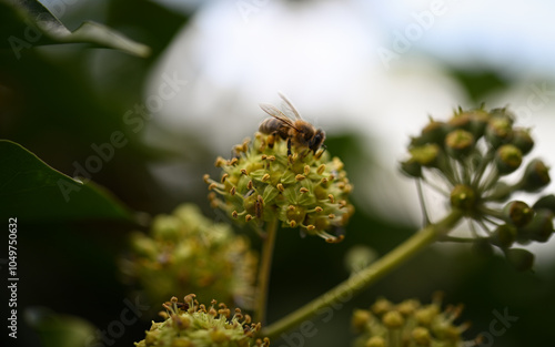 close up of a plant with Bee