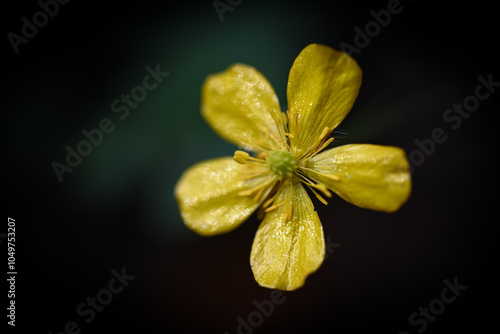 yellow flower on black
