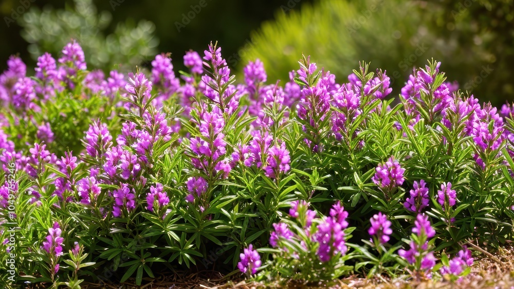 Obraz premium Mexican heather. Japanische Myrte - Cuphea hyssopifolia