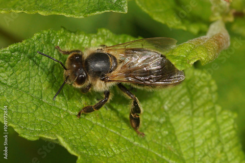 HoneyBee worker Resting on a Leaf Close-Up