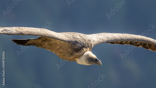 Griffon vulture in flight near Rémuzat in Provence, France photo