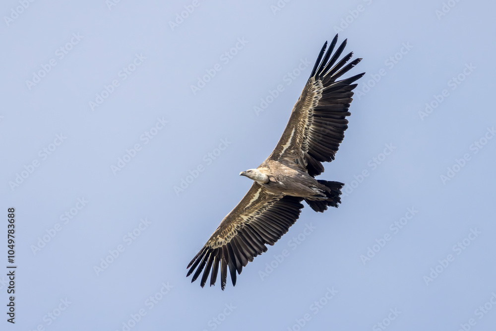 Fototapeta premium Griffon vulture in flight near Rémuzat in Provence, France