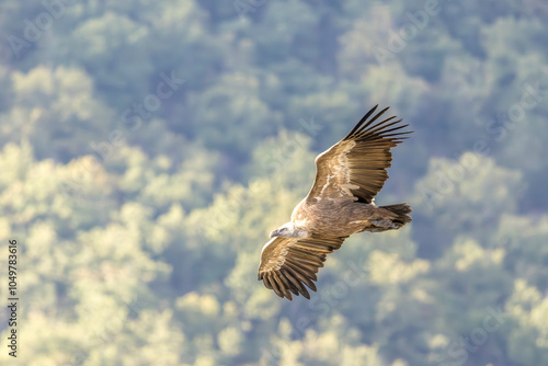 Griffon vulture in flight near Rémuzat in Provence, France photo