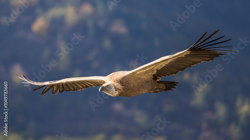 Griffon vulture in flight near Rémuzat in Provence, France photo