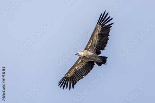 Griffon vulture in flight near Rémuzat in Provence, France photo