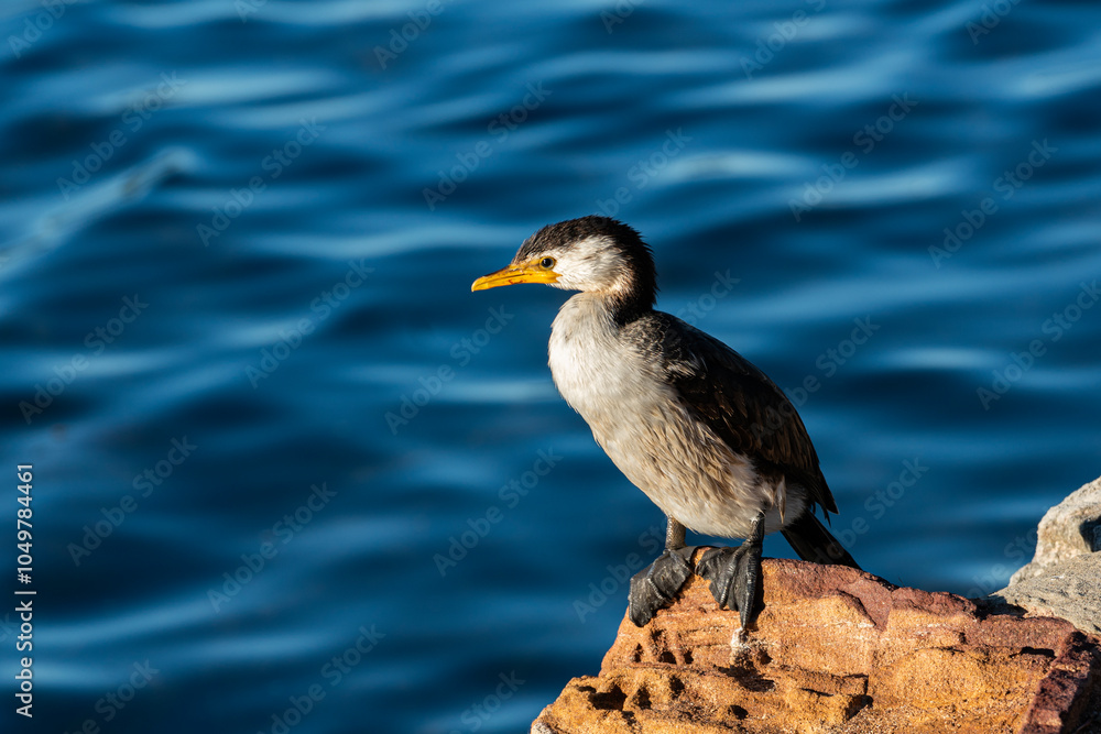Fototapeta premium A cormorant on the beach