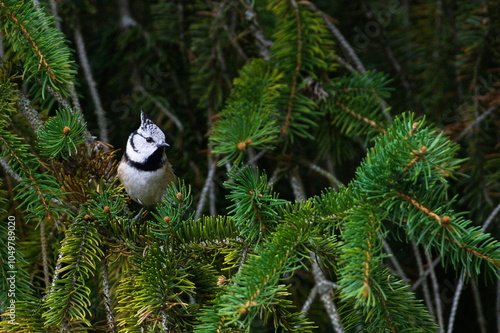 Lophophanes cristatus aka Crested tit on the tree in her natural habitat in the forest. Lovely bird with crest and red eyes. photo