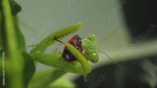 The amazing praying mantis - a predatory insect, close up