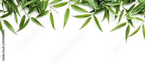 Close up top view of bamboo...