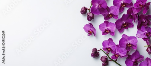 Purple orchid flowers on a ...