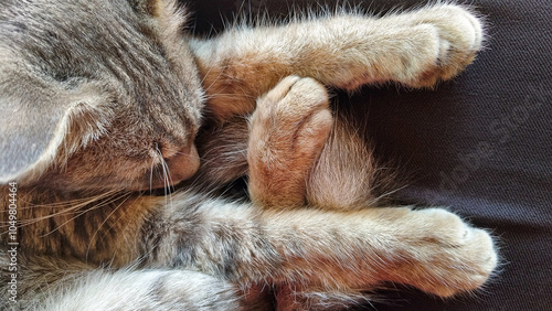 Close up image of a sleeping cat with furry paws curled up. Suitable for pet care blogs, animal magazines, veterinary clinic advertisements, and felinerelated social media posts. photo