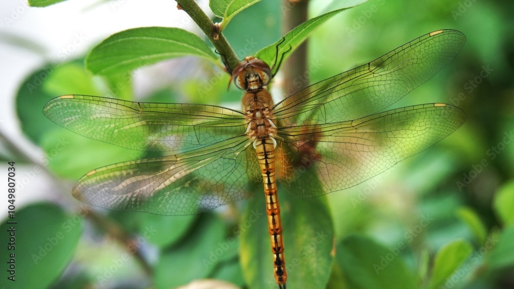 photo of a beautiful dragonfly perched on a jujube tree trunk, yellow dragonfly photo of a beautiful dragonfly perched on a jujube tree trunk, yellow dragonfly