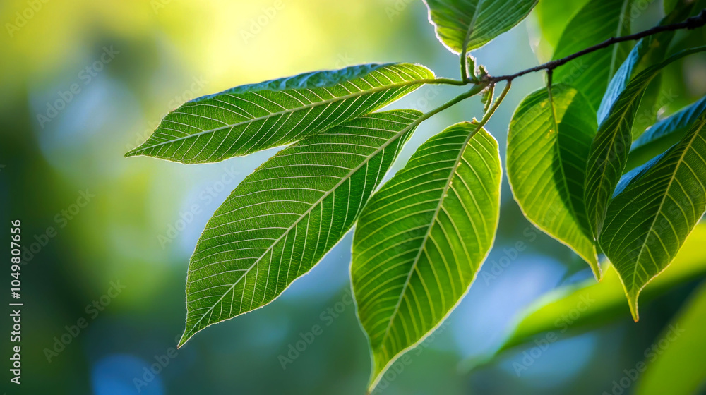 Obraz premium Close-up of green leaves with sunlight shining through. (2)