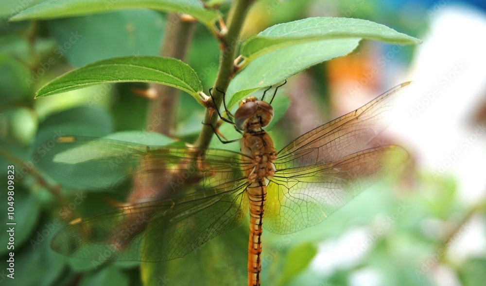 close up photo of a beautiful little dragonfly perched on a jujube tree trunk close up photo of a beautiful little dragonfly perched on a jujube tree trunk