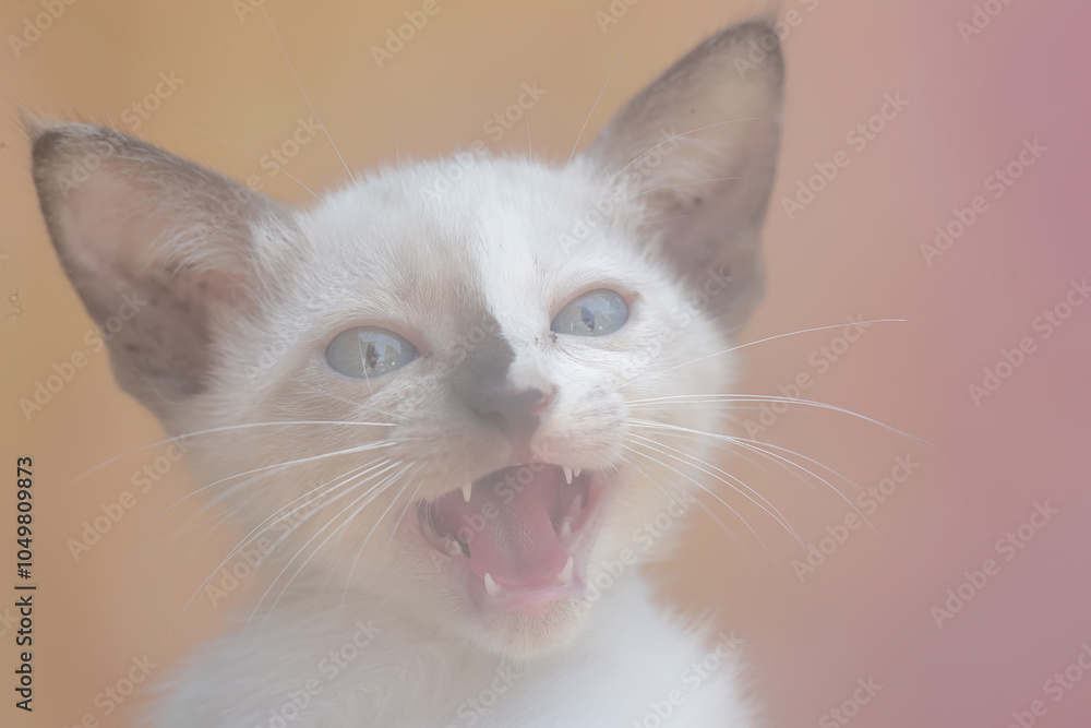 The expression of anger of a kitten when threatening a disturbing animal that approaches it. This mammal, which is often used as a pet, has the scientific name Felis catus. The expression of anger of a kitten when threatening a disturbing animal that approaches it. This mammal, which is often used as a pet, has the scientific name Felis catus.
