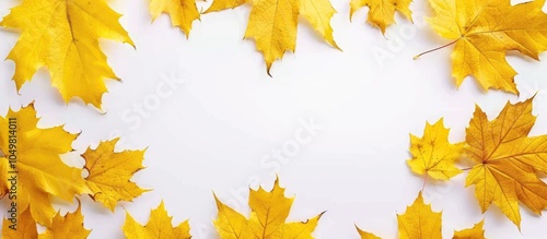 Frame of yellow autumn mapl...