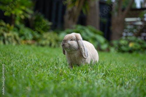 Cute pet rabbit on green grass. Lob-eared rabbit photo