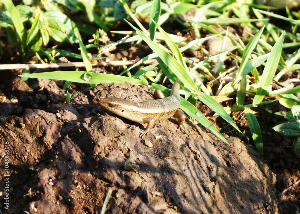 Fototapeta premium unique and cute lizard photos on rocks, garden lizards
