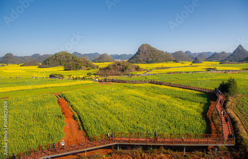 A full bloom of rapeseed flower in Luoping, Yunnan. photo