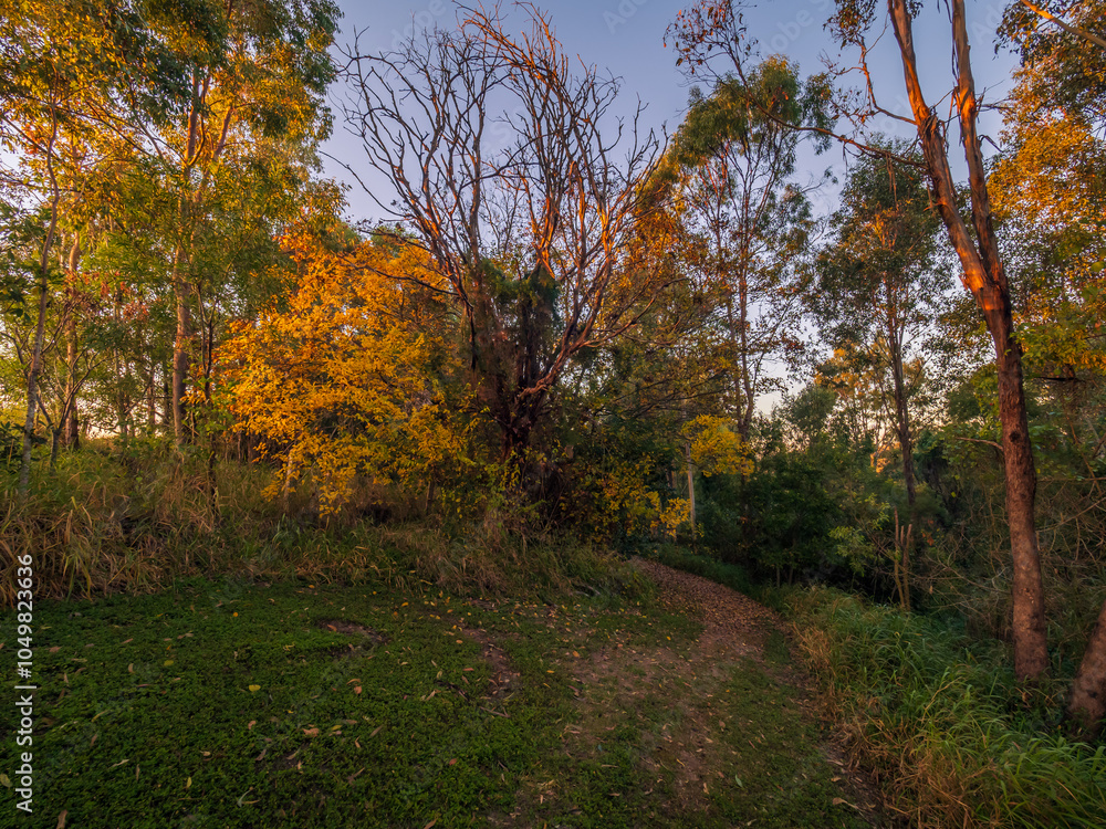 Fototapeta premium Autumn Tree in Morning Light