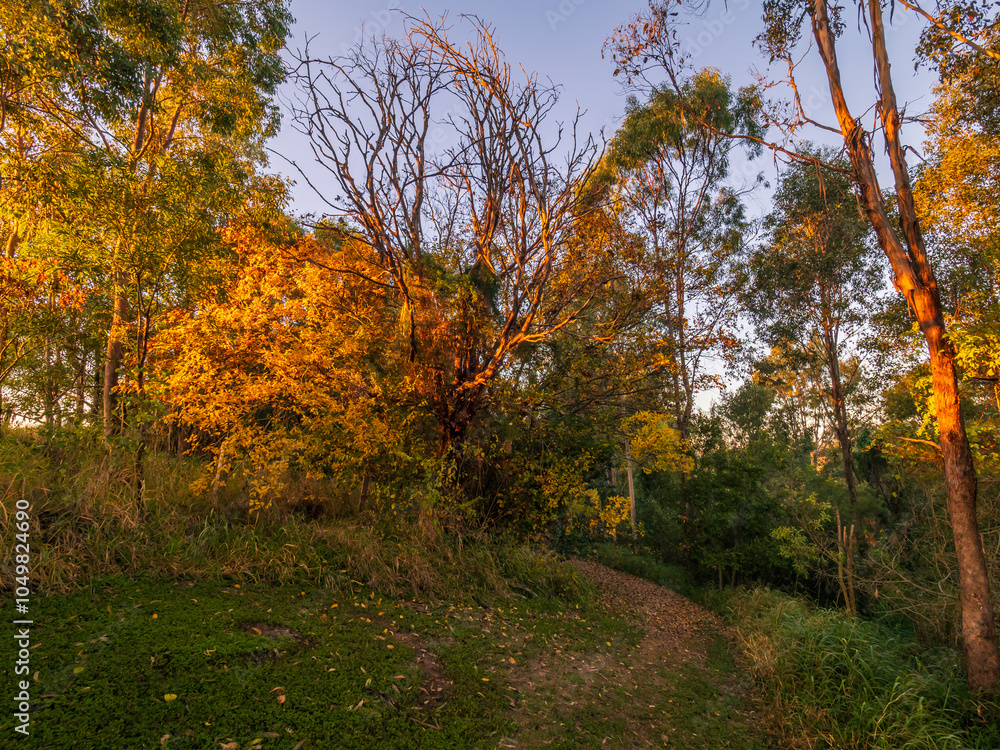 Fototapeta premium Autumn Tree in Morning Light