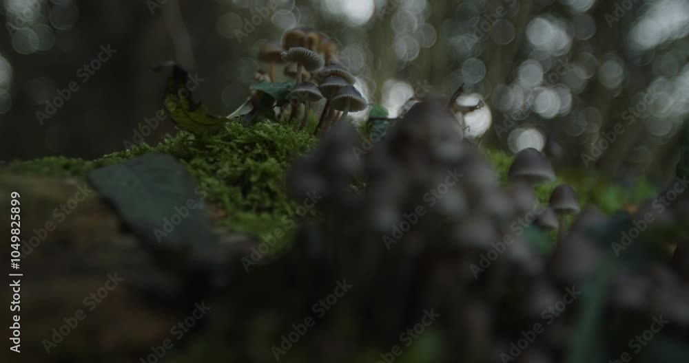 Pilze im Wald auf Baumstamm in der Dämmerung Pilze im Wald auf Baumstamm in der Dämmerung