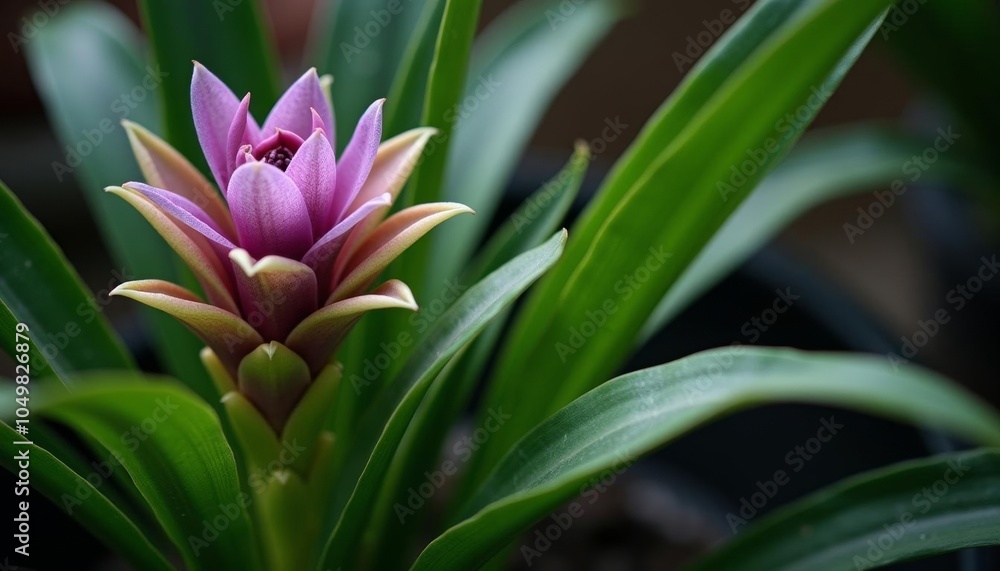  Fresh bloom of a vibrant orchid