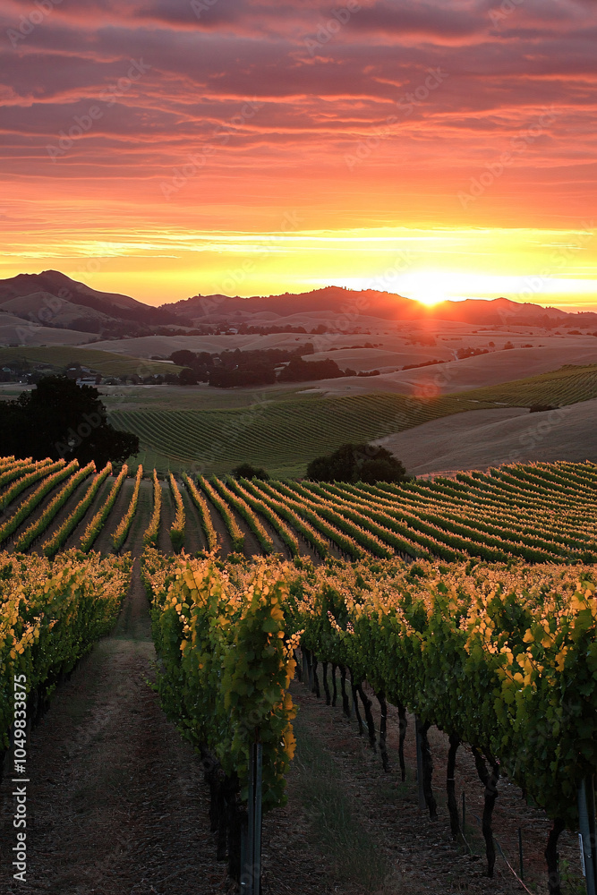 Fototapeta premium Grape field growing for wine. Vineyard hills. Summer scenery with wineyard rows 