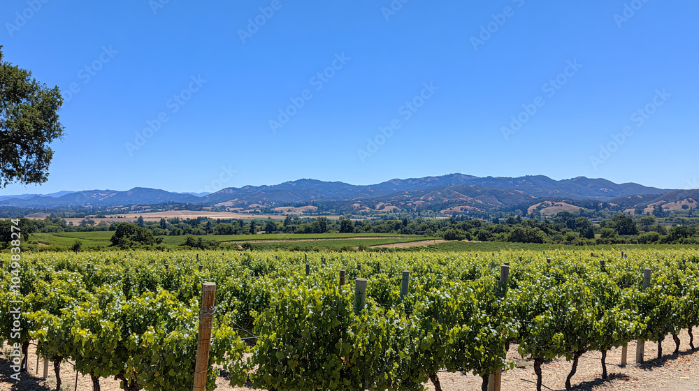 beautiful Grape field growing for wine yard summer
beautiful Grape field growing for wine yard summer