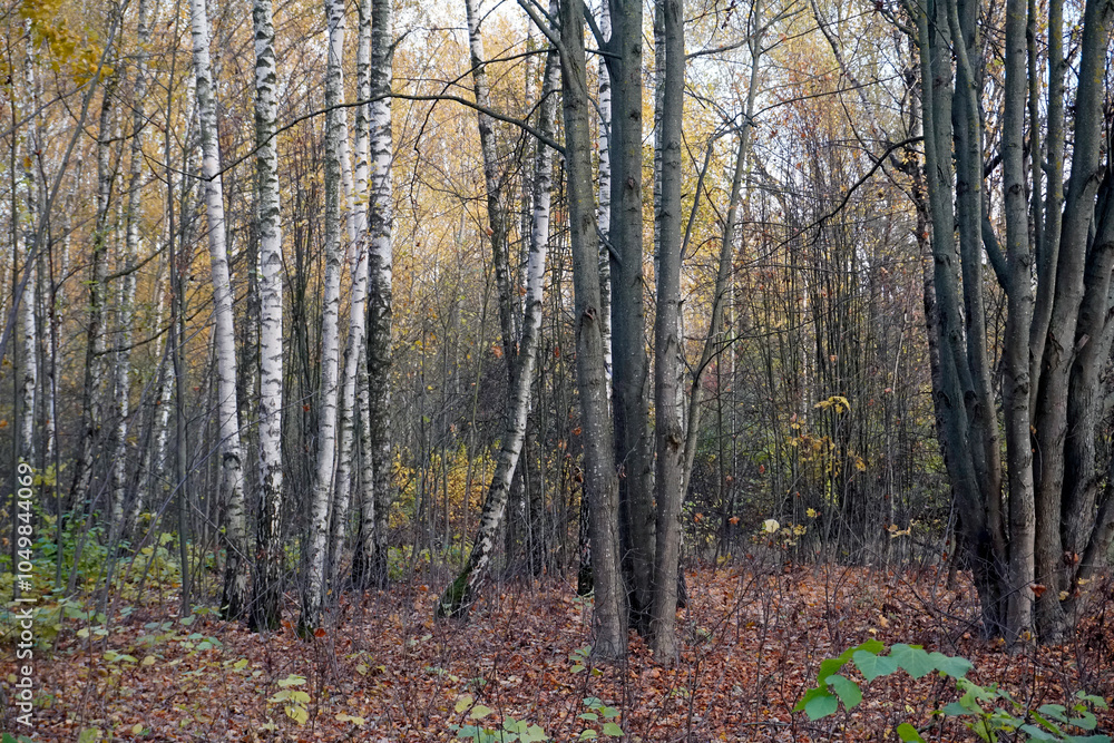 Autumn in the deciduous forest. White birch trunks and yellow foliage. Dense thickets Autumn in the deciduous forest. White birch trunks and yellow foliage. Dense thickets