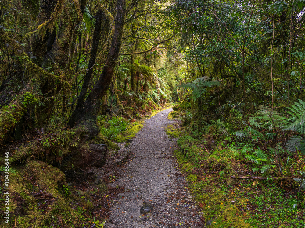 Obraz premium Rainforest West Coast New Zealand