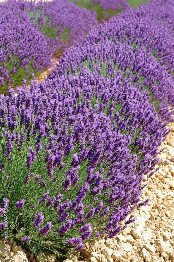 Obraz premium Breathtaking Lavender Fields in Full Bloom at Sunset – Idyllic Purple Flower Landscape for Serenity, Nature Photography, and Aromatherapy Inspiration