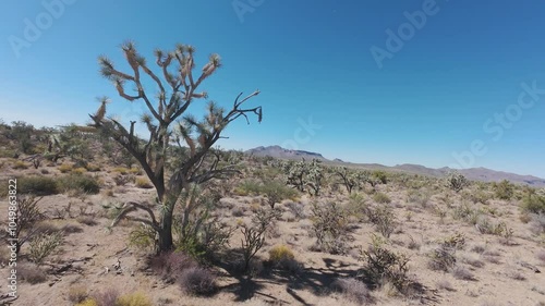 Aerial landscape Joshua Trees of Arizona low desert. Scenic Parkway Highway 93. Mountain desert valley. Dry arid environment. Natural beauty recreation area. Between Phoenix and Las Vegas. Landscape.