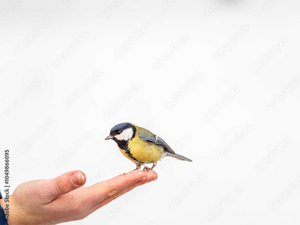 Fototapeta premium A tit sits on a man's hand and eats seeds.