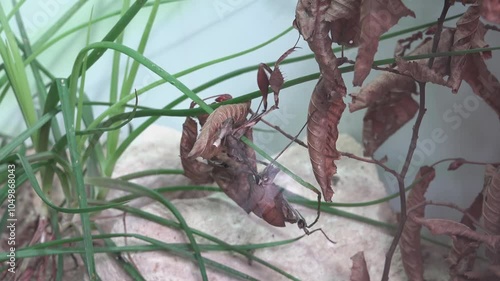 Mimic insects that hide among leaves and twigs