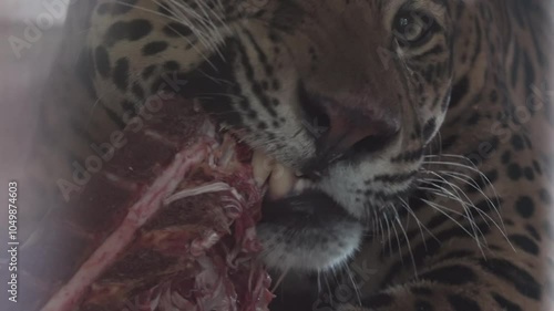 The panther eats meat
