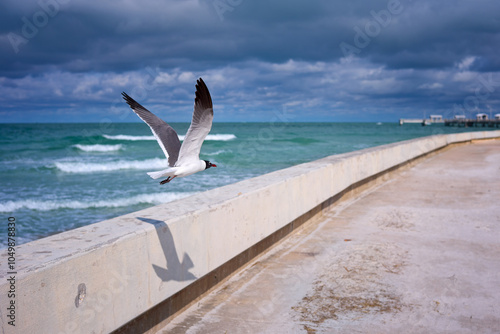 Seagull Flying Over Seaside Promenade on a Cloudy Day