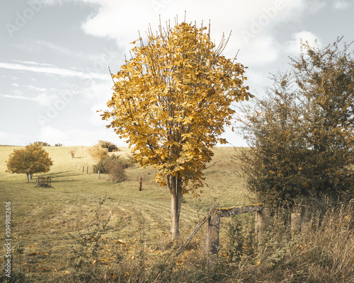 Laubbaum im Herbst auf einer Wiese