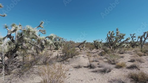 Aerial arid landscape Joshua Trees of Arizona. Scenic Parkway Highway 93. Mountain desert valley. Dry arid environment. Natural beauty recreation area. Between Phoenix and Las Vegas. Landscape.