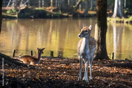 Fototapeta Zwierzęta jelenie w zagrodzie żubrów w Pszczynie, Śląsk. 